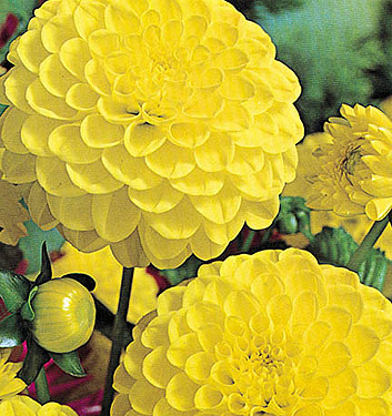 Dahlia (pompon) GOLDEN SCEPTER