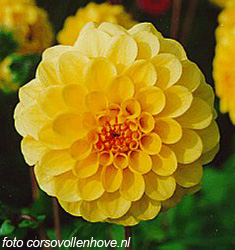 Dahlia (pompon) GOLDEN SCEPTER