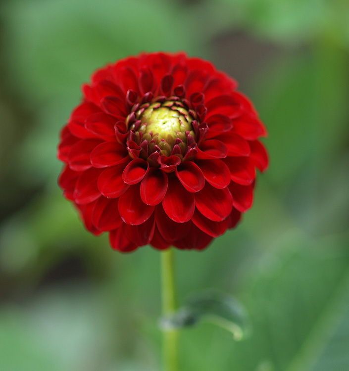 Dahlia (pompon) NESCIO