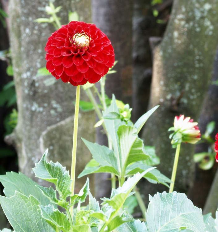 Dahlia (pompon) NESCIO