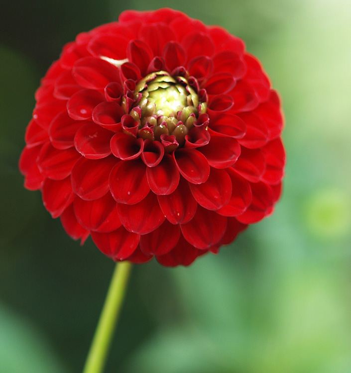 Dahlia (pompon) NESCIO