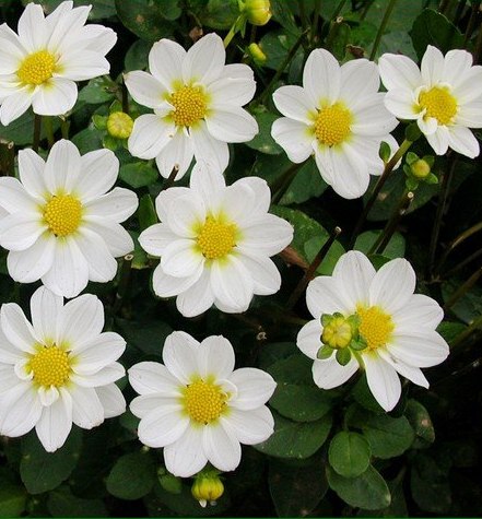 Dahlia (top-mix) WHITE