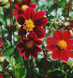 Dahlia (top-mix) PURPLE