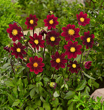 Dahlia (top-mix) PURPLE