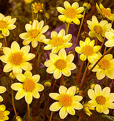 Dahlia (top-mix) YELLOW