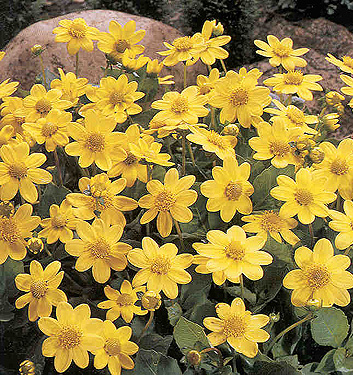 Dahlia (top-mix) YELLOW