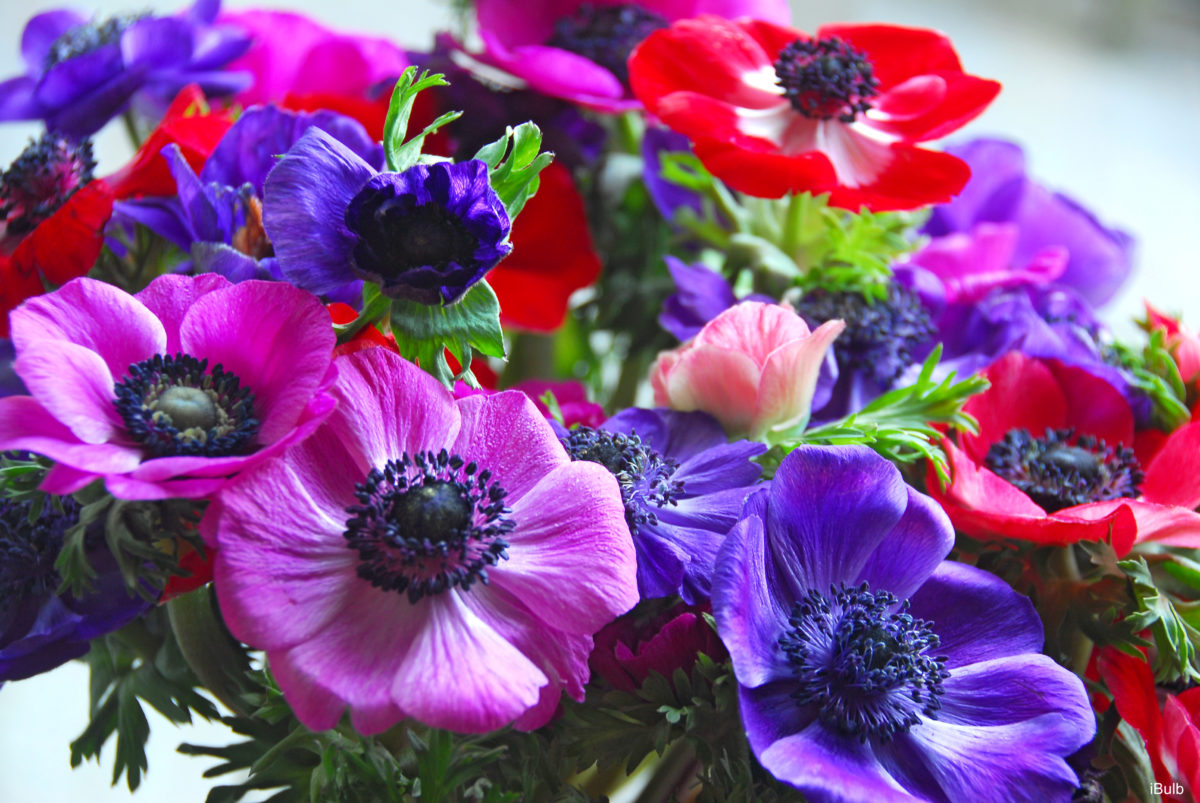 Anemone coronaria De Caen (in miscuglio)