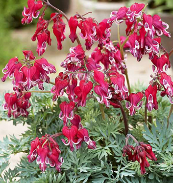Dicentra BURNING HEARTS