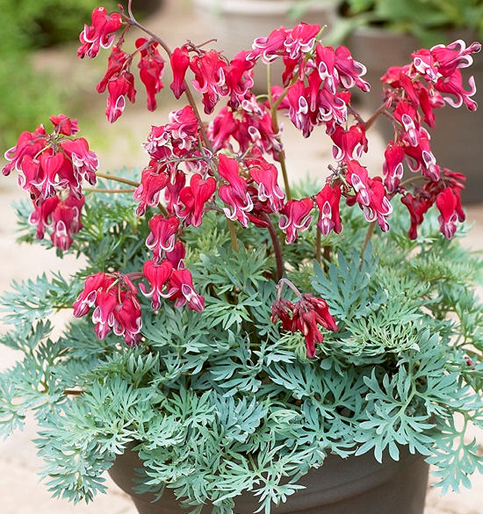 Dicentra BURNING HEARTS