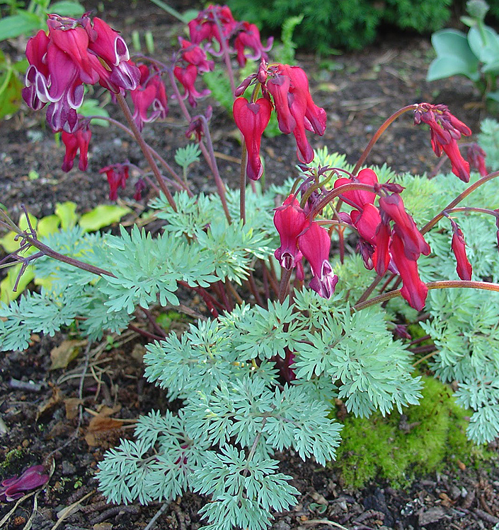 Dicentra BURNING HEARTS