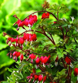 Dicentra VALENTINE