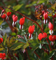 Dicentra VALENTINE