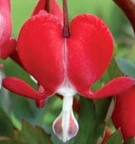 Dicentra VALENTINE