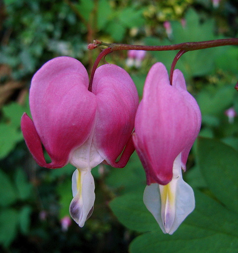 Dicentra spectabilis