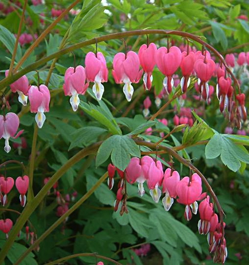 Dicentra spectabilis