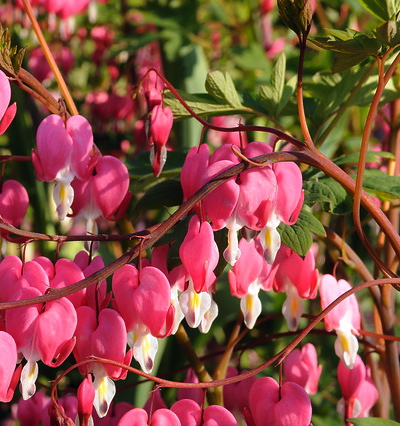 Dicentra spectabilis