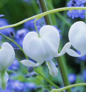 Dicentra spectabilis 'Alba'