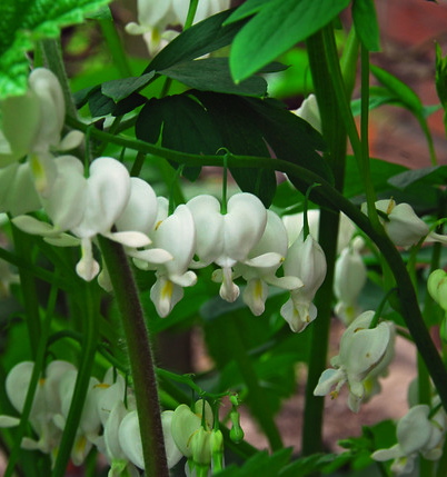 Dicentra spectabilis 'Alba'