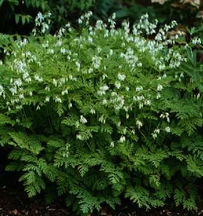 Dicentra spectabilis 'Alba'