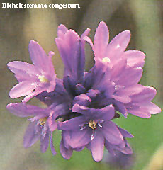 Dichelostemma congestum