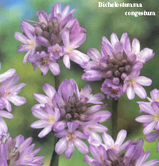 Dichelostemma congestum
