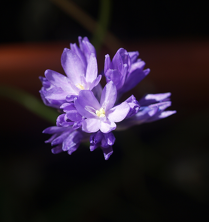 Dichelostemma congestum