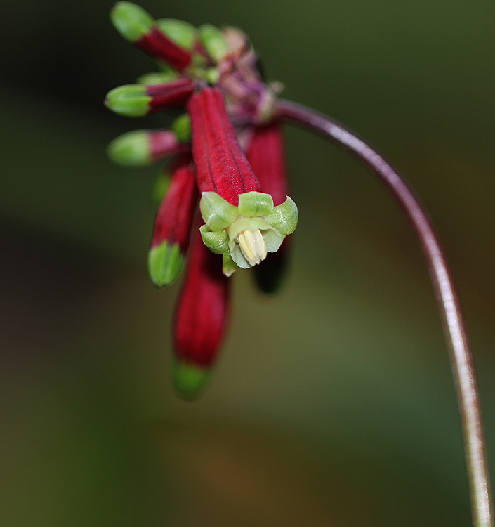 Dichelostemma ida-maia
