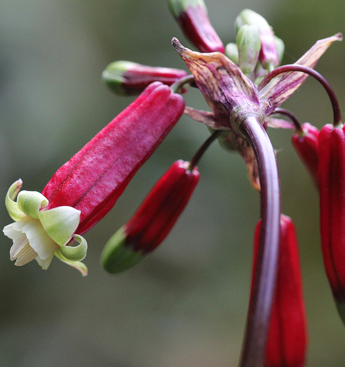 Dichelostemma ida-maia
