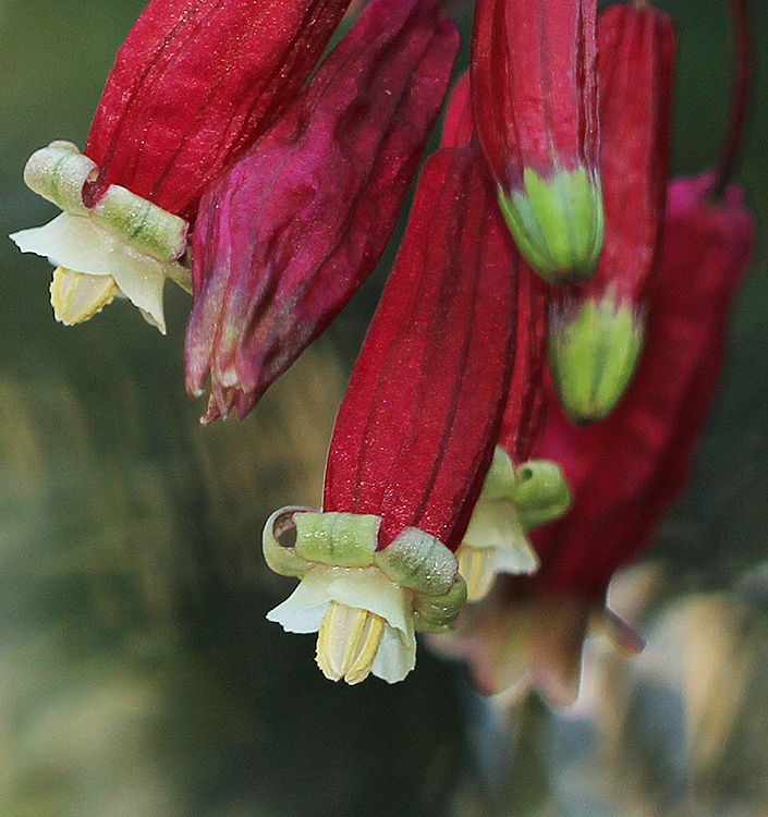 Dichelostemma ida-maia