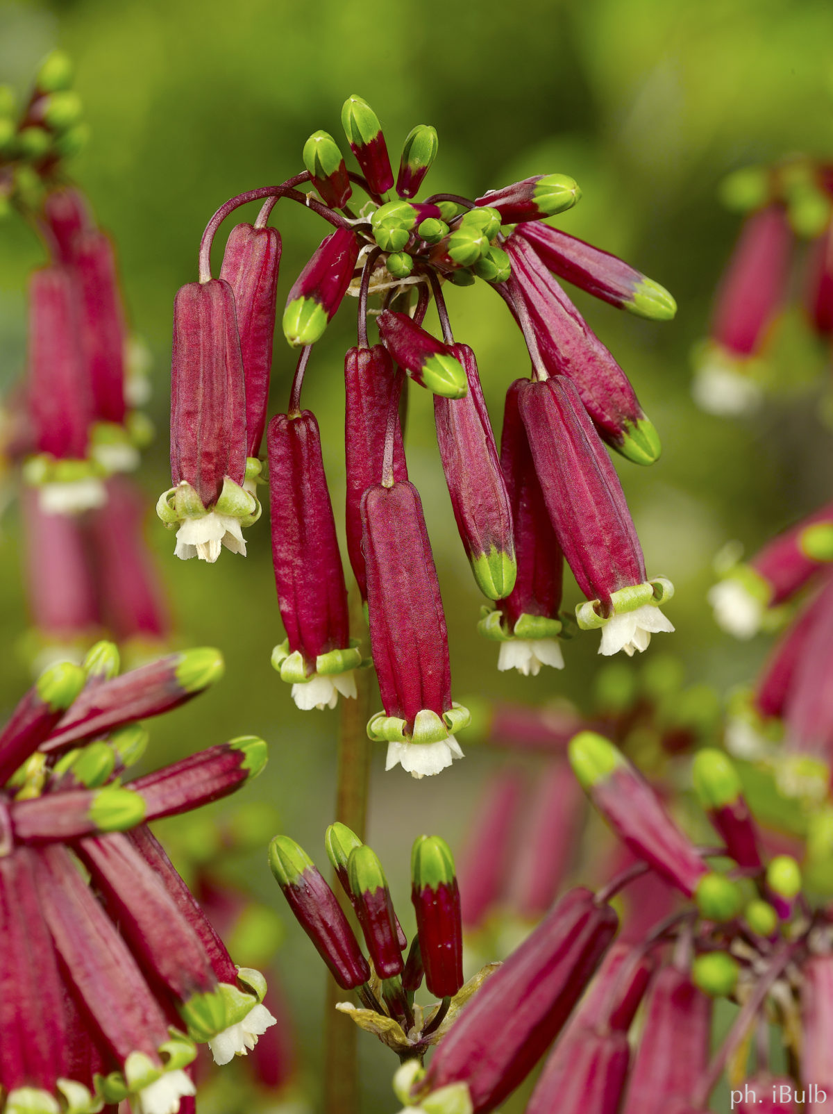Dichelostemma ida-maia