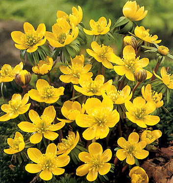 Eranthis cilicica