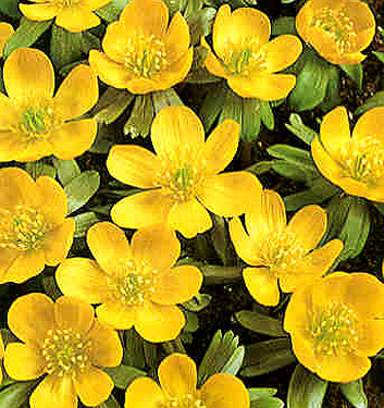 Eranthis cilicica