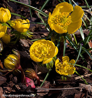 Eranthis cilicica