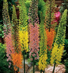 Eremurus ibridi Shelford in miscuglio