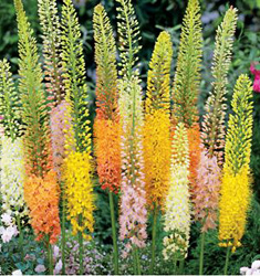 Eremurus ibridi Shelford in miscuglio