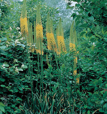 Eremurus ibridi Shelford in miscuglio