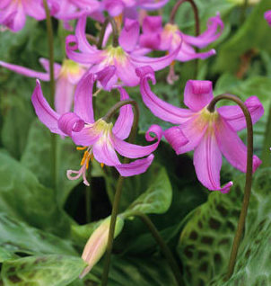 Erythronium dens canis LILAC WONDER