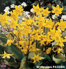 Erythronium PAGODA