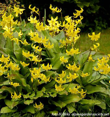 Erythronium PAGODA