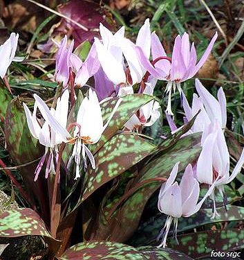 Erythronium dens-canis (mix)