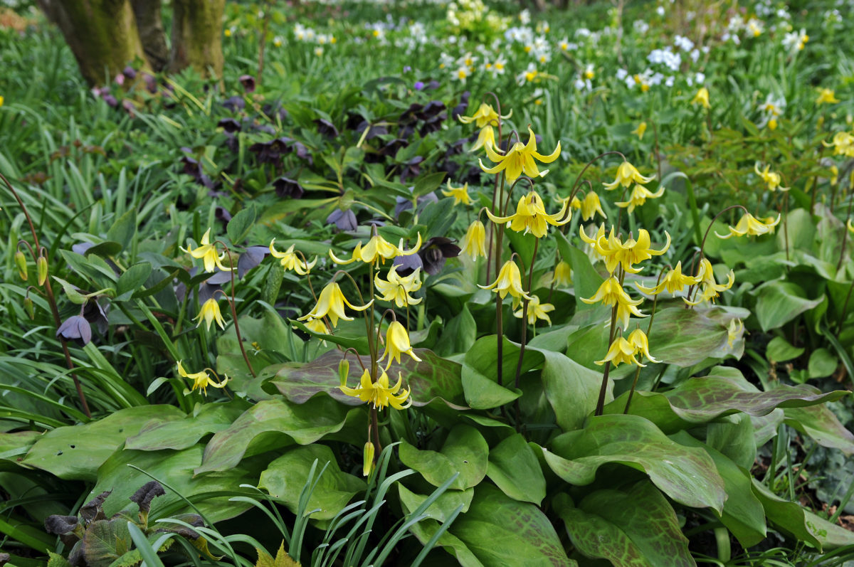Erythronium PAGODA