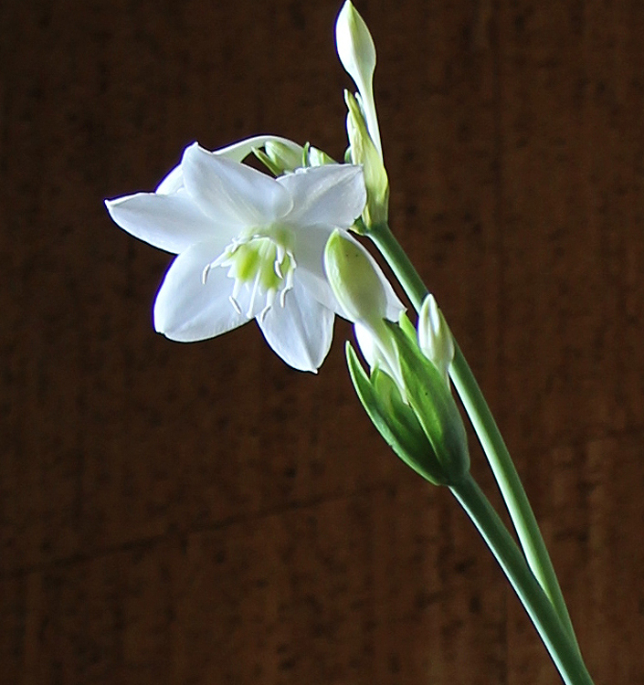 Eucharis amazonica