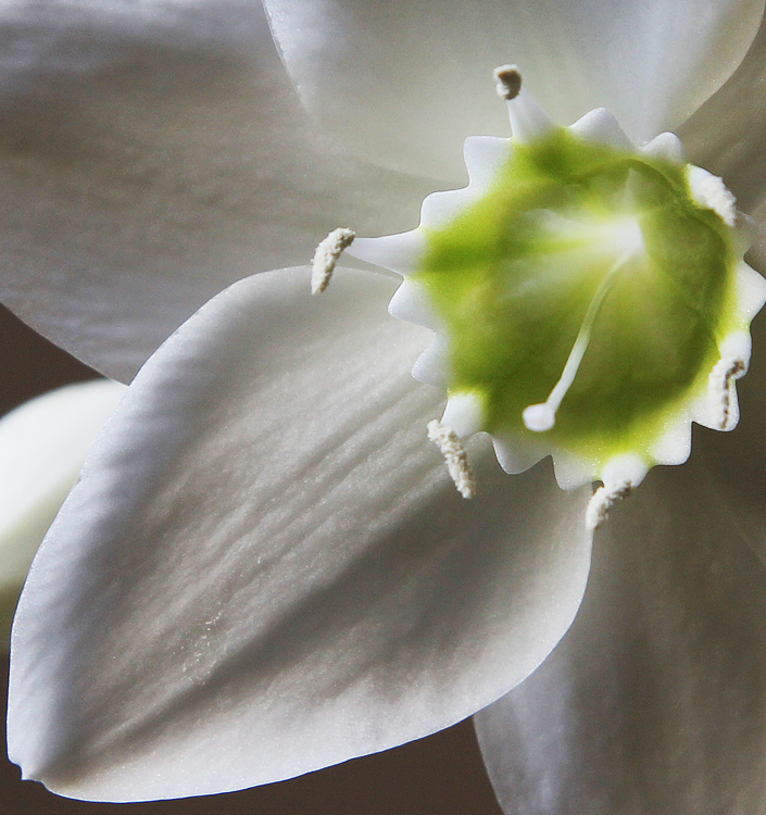 Eucharis amazonica