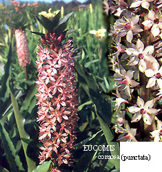 Eucomis comosa (punctata)