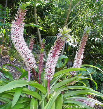 Eucomis comosa (punctata)