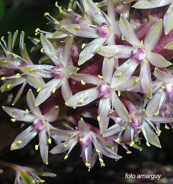 Eucomis comosa (punctata)
