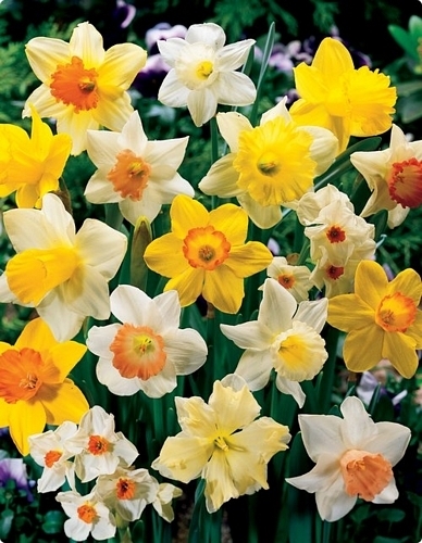 FLORIANA Collection Narcisi assortiti di prima qualità (100 bulbi)