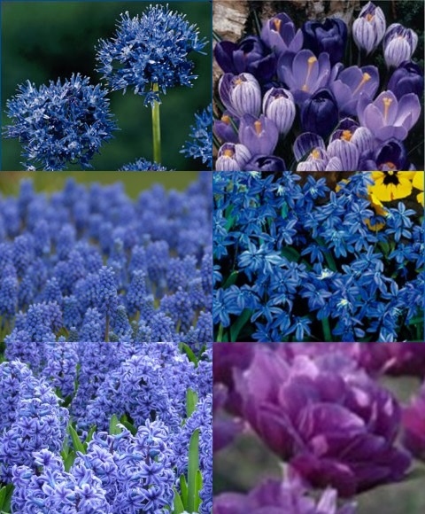 FLORIANA Chromatic - Kit Tinte BLU (100 bulbi)