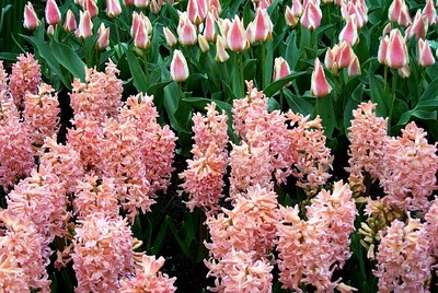 FLORIANA Chromatic - Kit Tinte ROSA (100 bulbi)