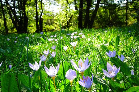 FLORIANA Collection Crocus autunnali (100 bulbi)